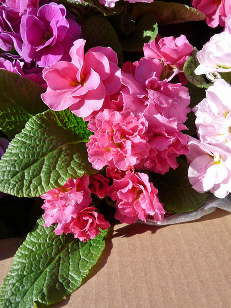  - 2021 - 01 - Primavara