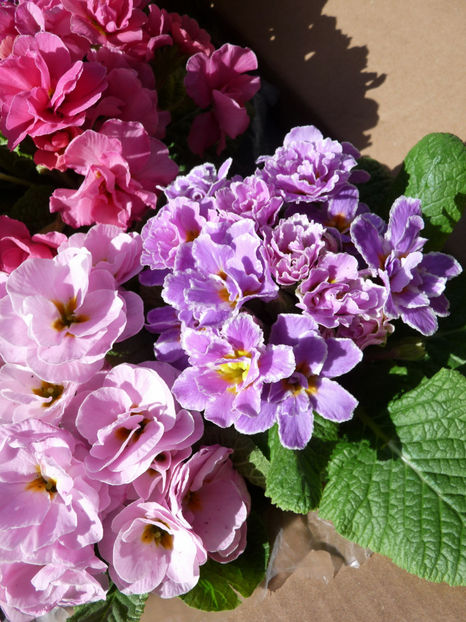  - 2021 - 01 - Primavara