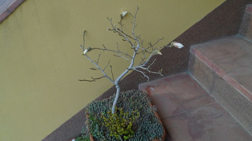 20 mart.- Echinoctiul de primavara - Magnolia stellata - Primavara 2021-2022-2023