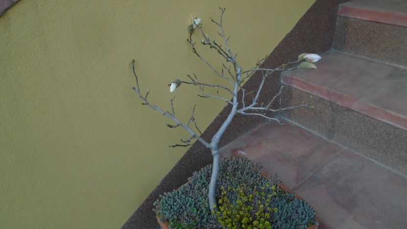 Magnolia stellata - Primavara 2021-2022-2023