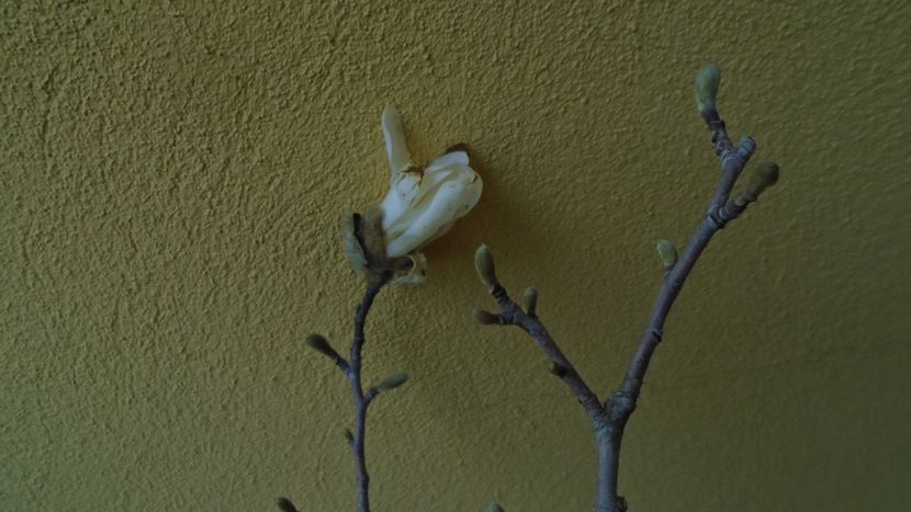 Magnolia stellata - Primavara 2021-2022-2023