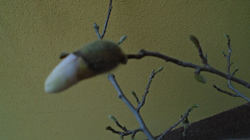 Magnolia stellata - Primavara 2021-2022-2023