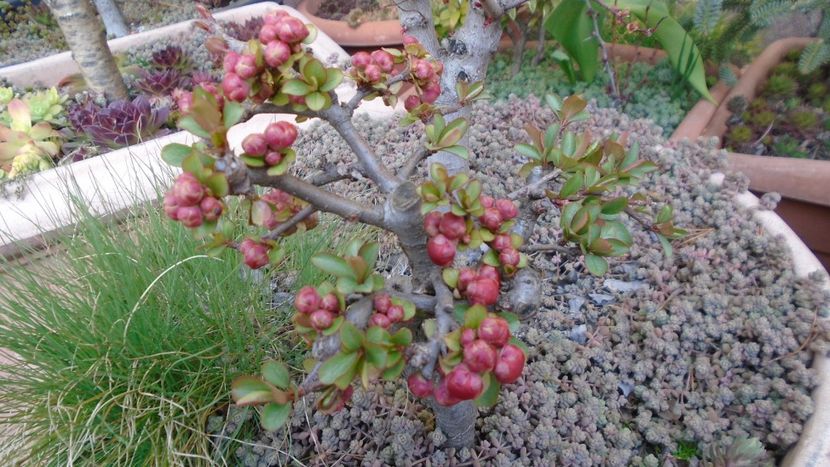 Gutui japonez - bonsai - Primavara 2021-2022-2023