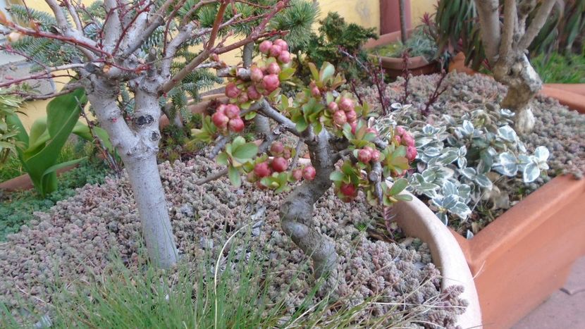 Gutui japonez - Bonsai si prebonsai 2020-2023