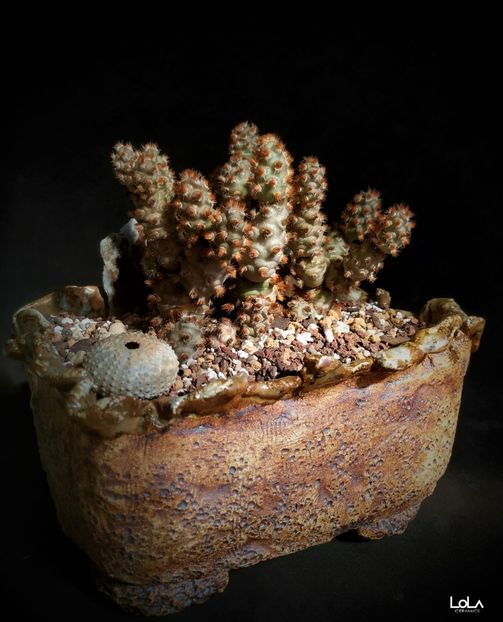 Tephrocactus molinensis - Vase - aranjamente - accesorii