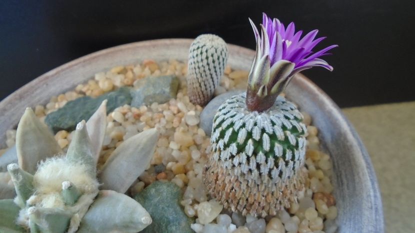 12 mart. 2021: Turbinicarpus pseudopectinatus - Flori in plina iarna