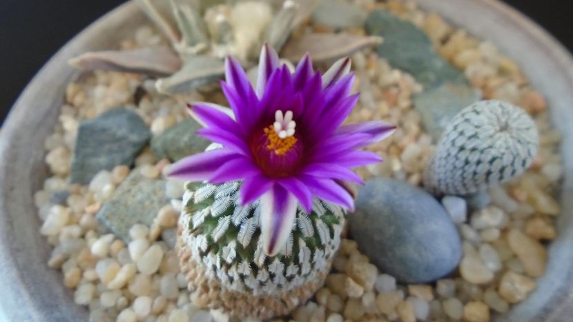 Turbinicarpus pseudopectinatus - Cactusi 2021