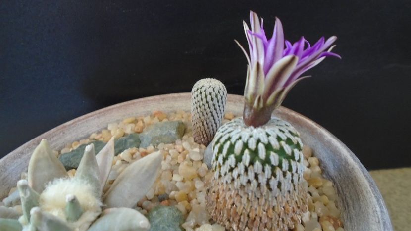 Turbinicarpus pseudopectinatus - Cactusi 2021