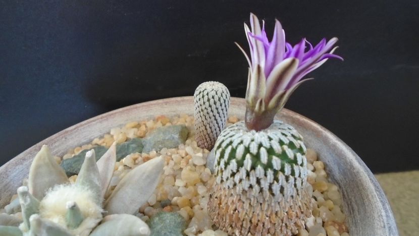 Turbinicarpus pseudopectinatus - Cactusi 2021
