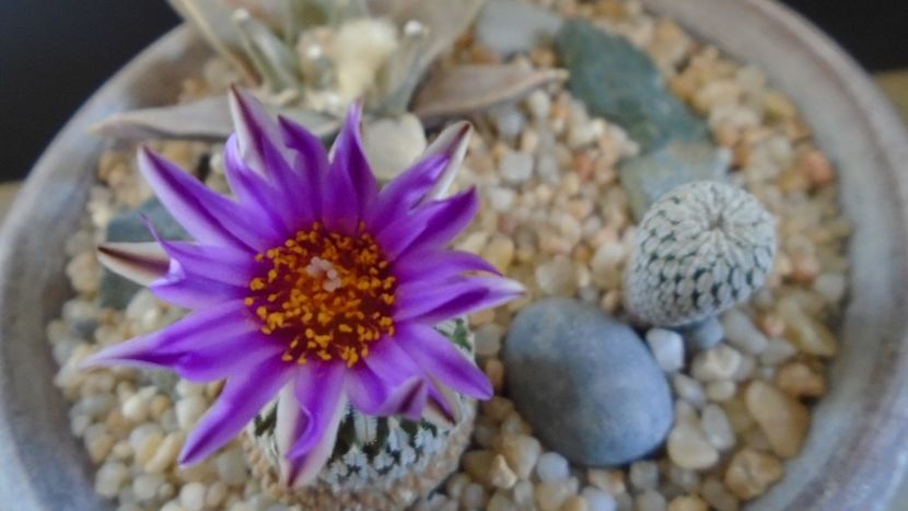 Turbinicarpus pseudopectinatus - Cactusi 2021