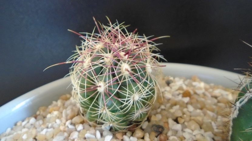 Thelocactus bicolor - Cactusi 2020 final de an