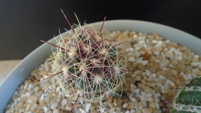 Thelocactus bicolor - Cactusi 2020 final de an