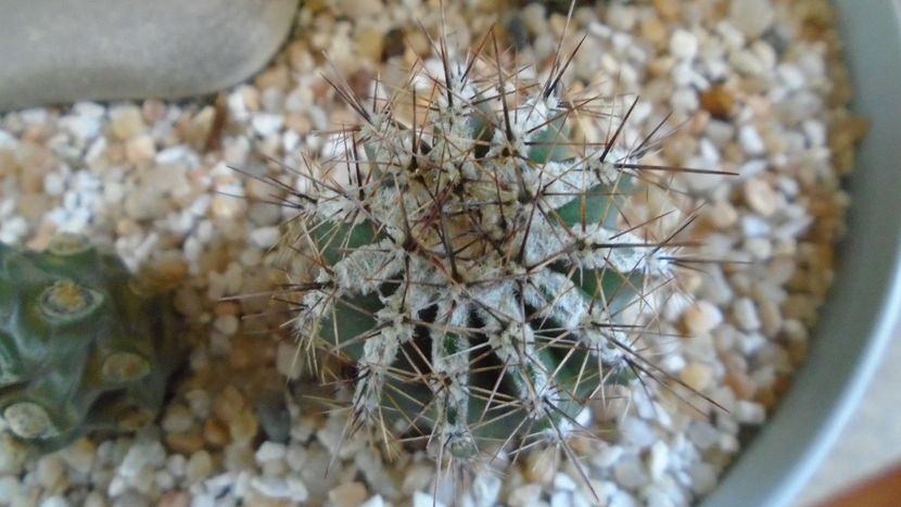 Echinopsis cv. Haku-jo Maru - Cactusi 2020 final de an