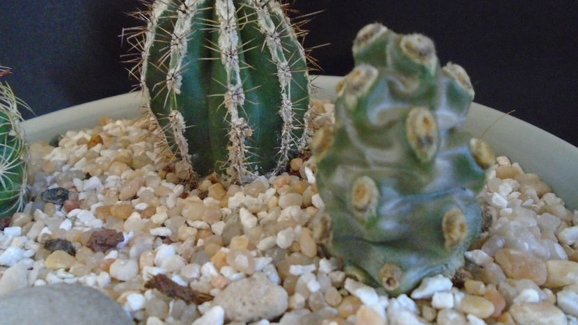 Tephrocactus molinensis - Cactusi 2020 final de an