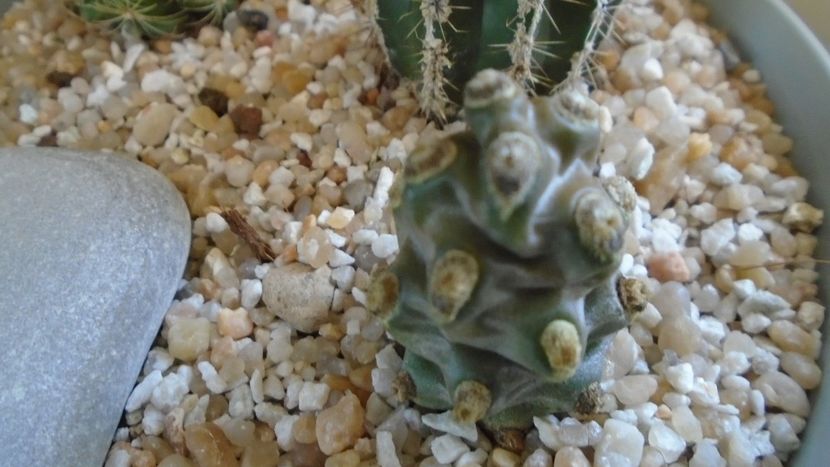 Tephrocactus molinensis - Cactusi 2020 final de an