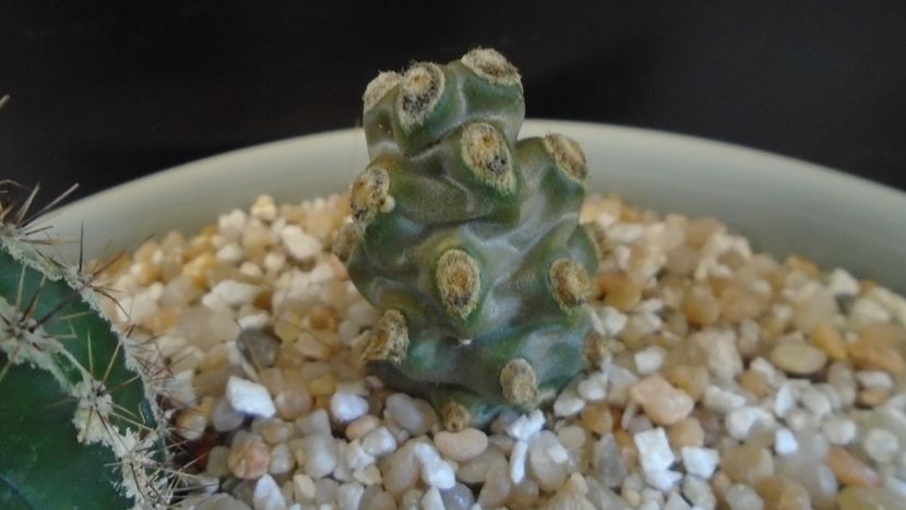 Tephrocactus molinensis - Cactusi 2020 final de an