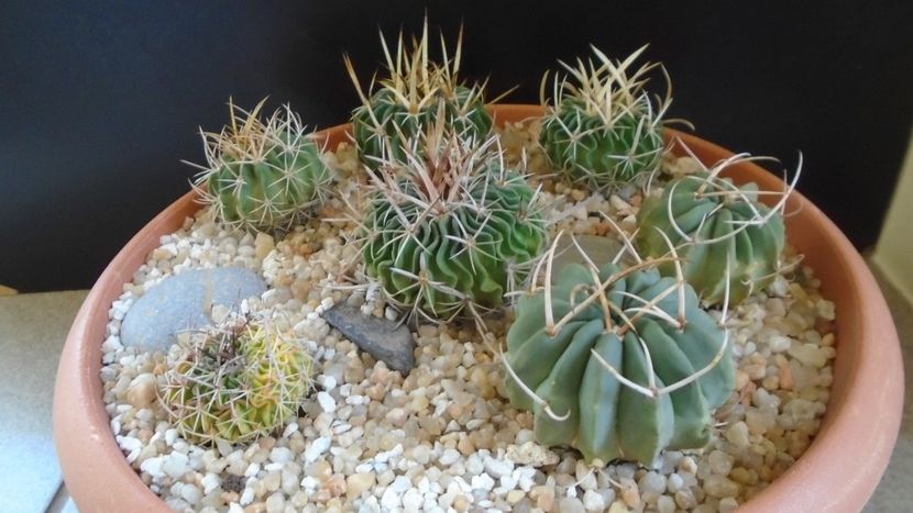 Grup de 7 Echinofossulocactus (Stenocactus) - Cactusi 2020 final de an