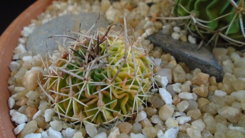 Echinofossulocactus (Stenocactus) hb. dichroacanthus X multicostatus f. variegata - Cactusi 2020 final de an