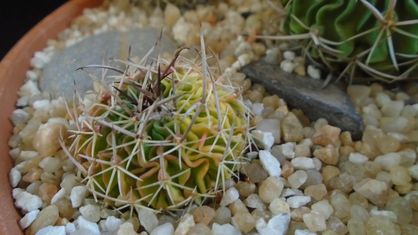 Echinofossulocactus (Stenocactus) hb. dichroacanthus X multicostatus f. variegata - Cactusi 2020 final de an