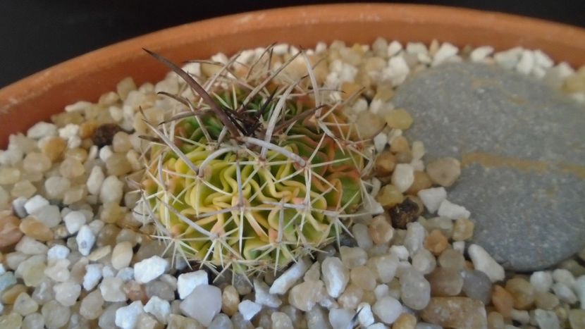 Echinofossulocactus (Stenocactus) hb. dichroacanthus X multicostatus f. variegata - Cactusi 2020 final de an