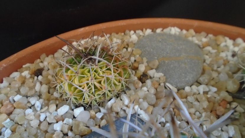 Echinofossulocactus (Stenocactus) hb. dichroacanthus X multicostatus f. variegata - Cactusi 2020 final de an