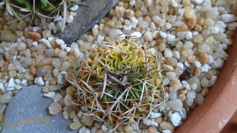 Echinofossulocactus (Stenocactus) hb. dichroacanthus X multicostatus f. variegata - Cactusi 2020 final de an