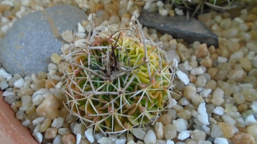Echinofossulocactus (Stenocactus) hb. dichroacanthus X multicostatus f. variegata - Cactusi 2020 final de an
