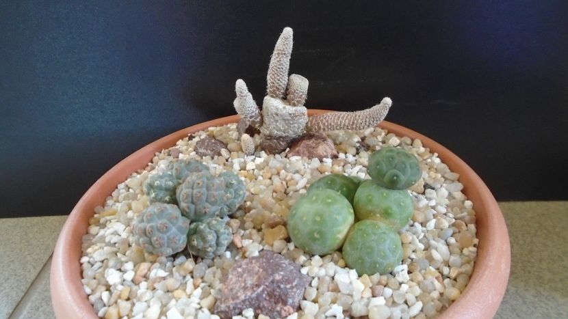 Grup de 3 Puna (Maihueniopsis) - Cactusi 2020 final de an