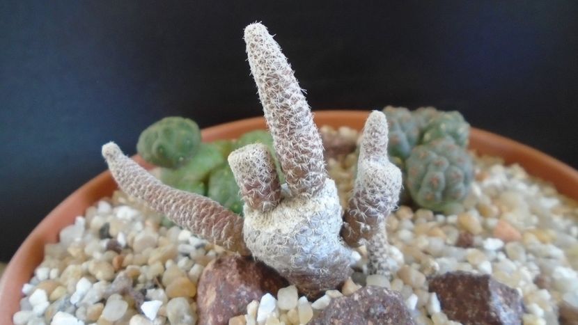 Puna (Maihueniopsis) clavarioides - Cactusi 2020 final de an