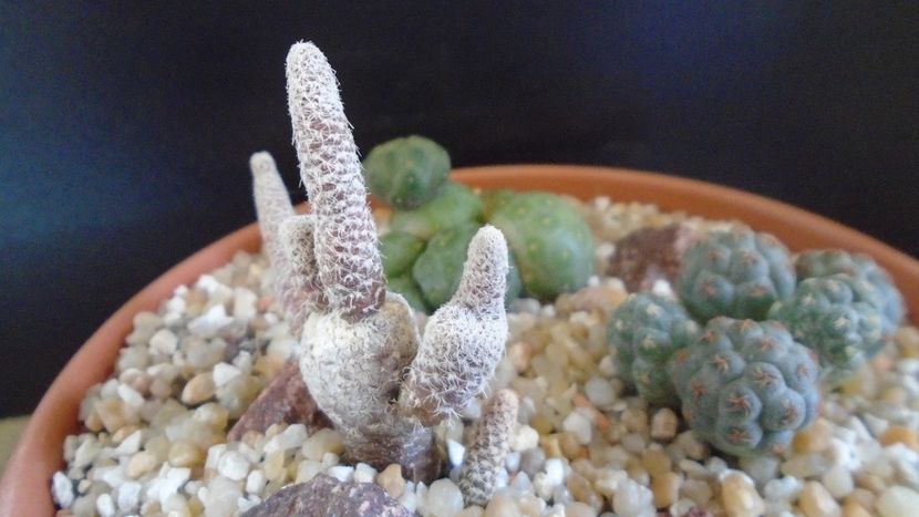 Puna (Maihueniopsis) clavarioides - Cactusi 2020 final de an