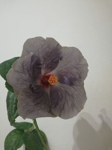  - Hibiscus White Diamonds