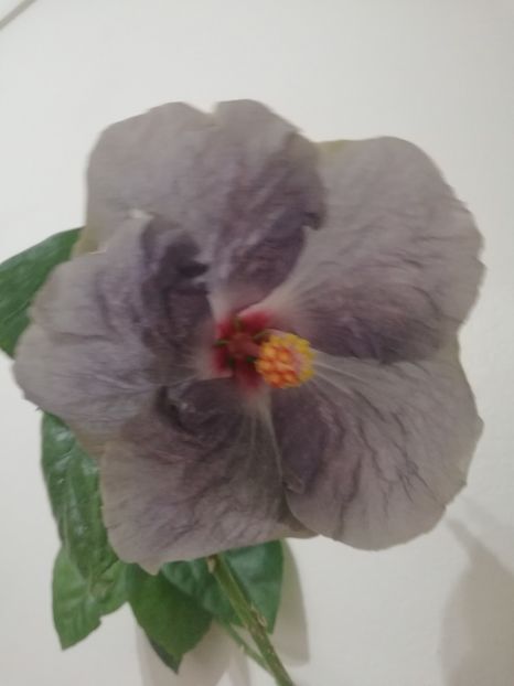  - Hibiscus White Diamonds