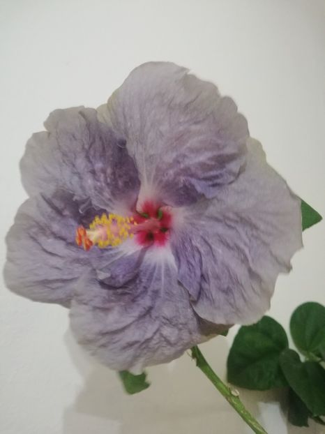  - Hibiscus White Diamonds