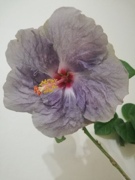  - Hibiscus White Diamonds