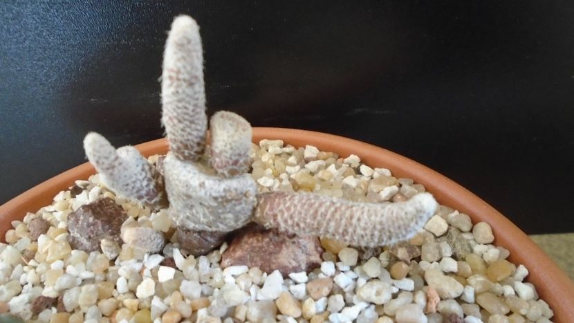 Puna (Maihueniopsis) clavarioides - Cactusi 2020 final de an