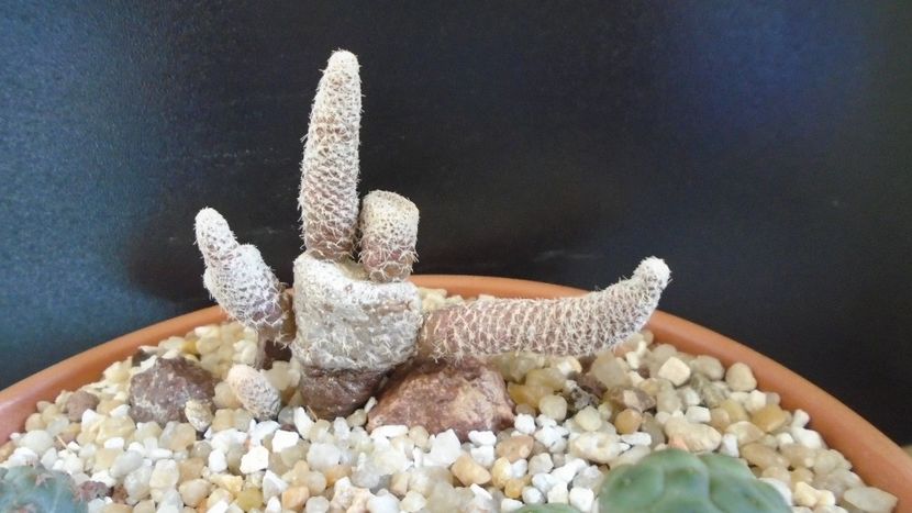 Puna (Maihueniopsis) clavarioides - Cactusi 2020 final de an