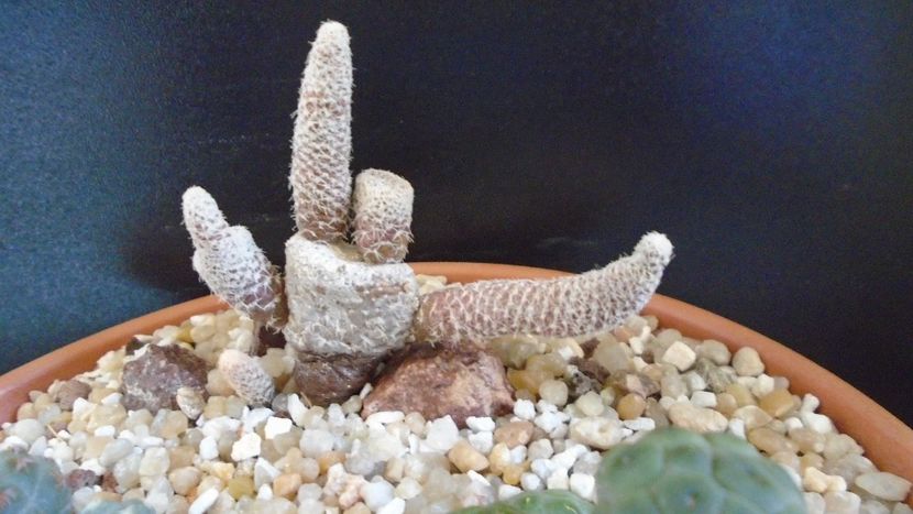 Puna (Maihueniopsis) clavarioides - Cactusi 2020 final de an