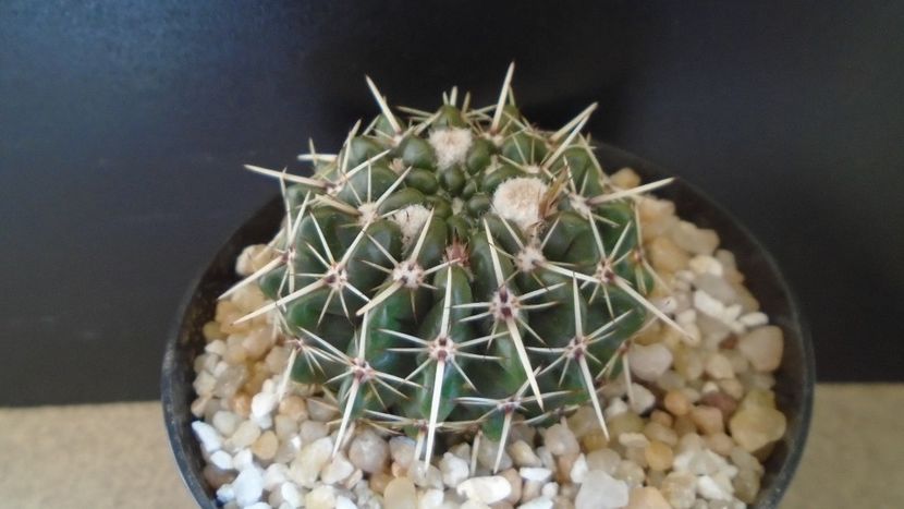 Parodia (Notocactus) mammulosa - Cactusi 2020 final de an