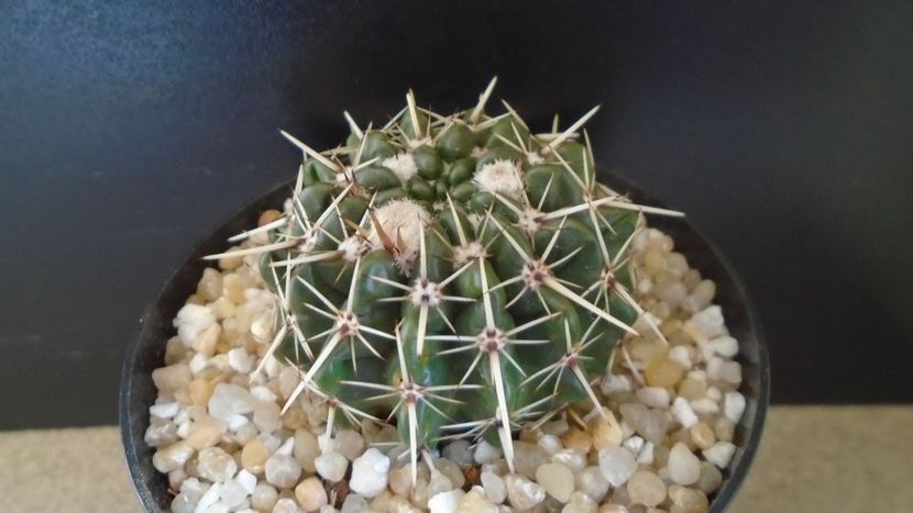 Parodia (Notocactus) mammulosa - Cactusi 2020 final de an