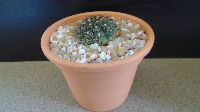 Gymnocalycium mesopotamicum - Cactusi 2020 Gymnocalycium