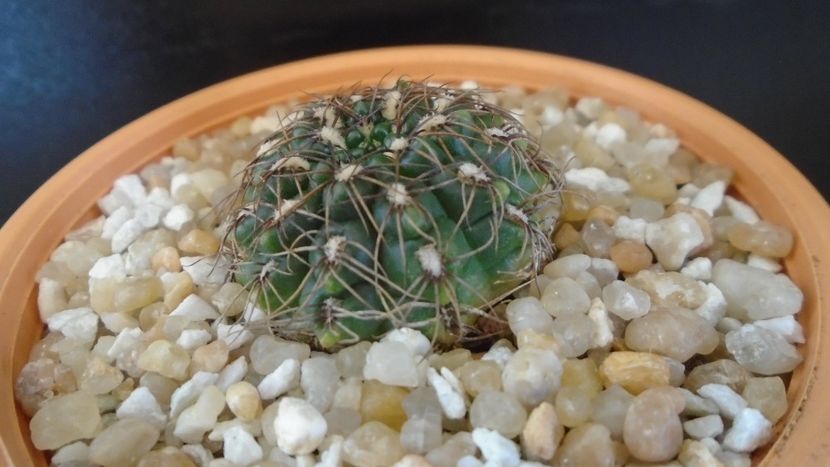 Gymnocalycium mesopotamicum - Cactusi 2020 Gymnocalycium