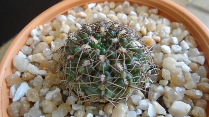 Gymnocalycium mesopotamicum - Cactusi 2020 Gymnocalycium