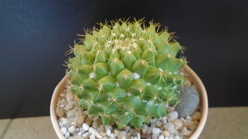 Mammillaria marksiana - Cactusi 2020 final de an