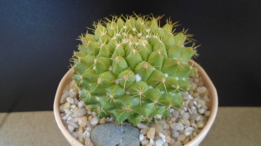 Mammillaria marksiana - Cactusi 2020 final de an
