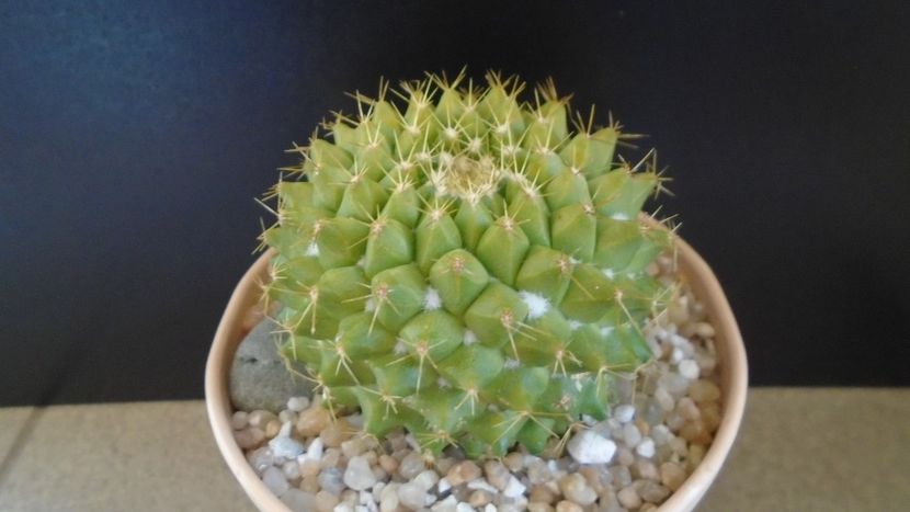 Mammillaria marksiana - Cactusi 2020 final de an