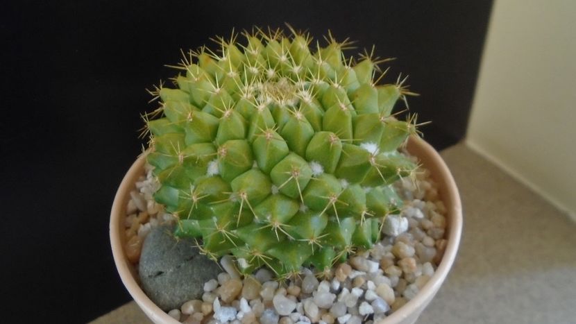 Mammillaria marksiana - Cactusi 2020 final de an