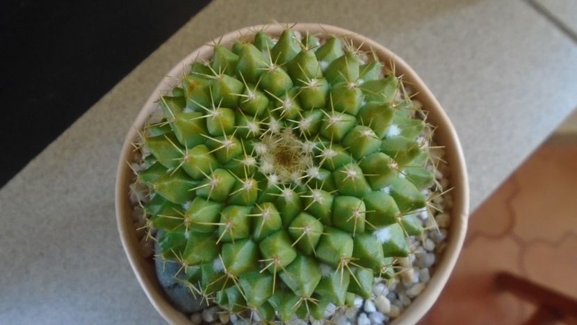 Mammillaria marksiana - Cactusi 2020 final de an