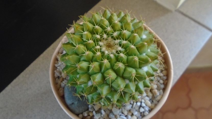Mammillaria marksiana - Cactusi 2020 final de an