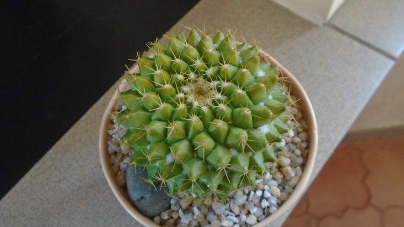 Mammillaria marksiana - Cactusi 2020 final de an