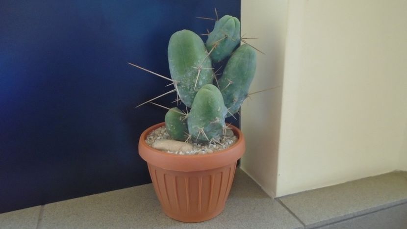 Trichocereus bridgesii f. monstruosus - Cactusi 2020 final de an